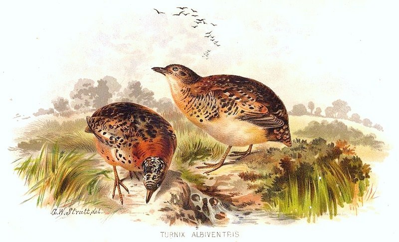 yellow-legged buttonquail (Turnix tanki); DISPLAY FULL IMAGE.