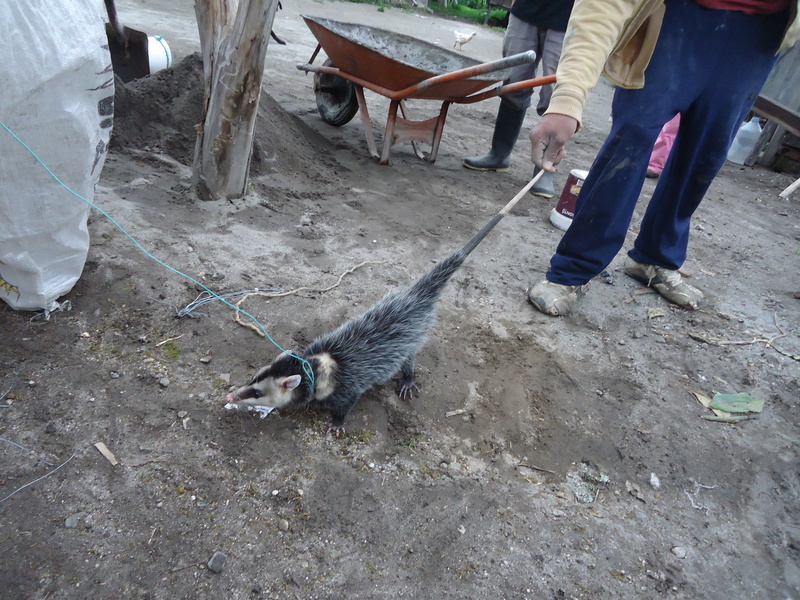 Andean white-eared opossum (Didelphis pernigra); DISPLAY FULL IMAGE.