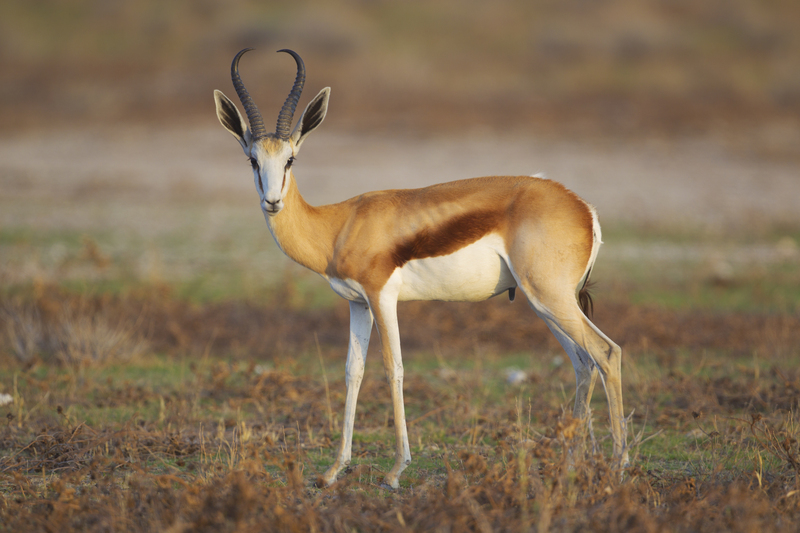 springbok (Antidorcas marsupialis); DISPLAY FULL IMAGE.