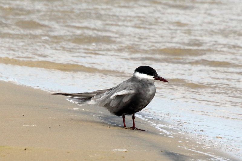 whiskered tern (Chlidonias hybrida or Chlidonias hybridus); DISPLAY FULL IMAGE.