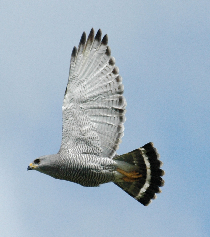 Mexican goshawk, gray hawk (Buteo plagiatus); DISPLAY FULL IMAGE.