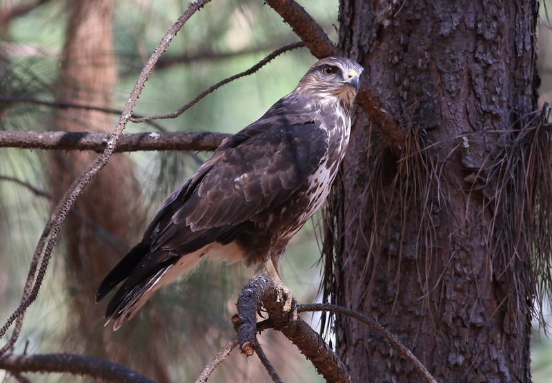forest buzzard (Buteo trizonatus); DISPLAY FULL IMAGE.
