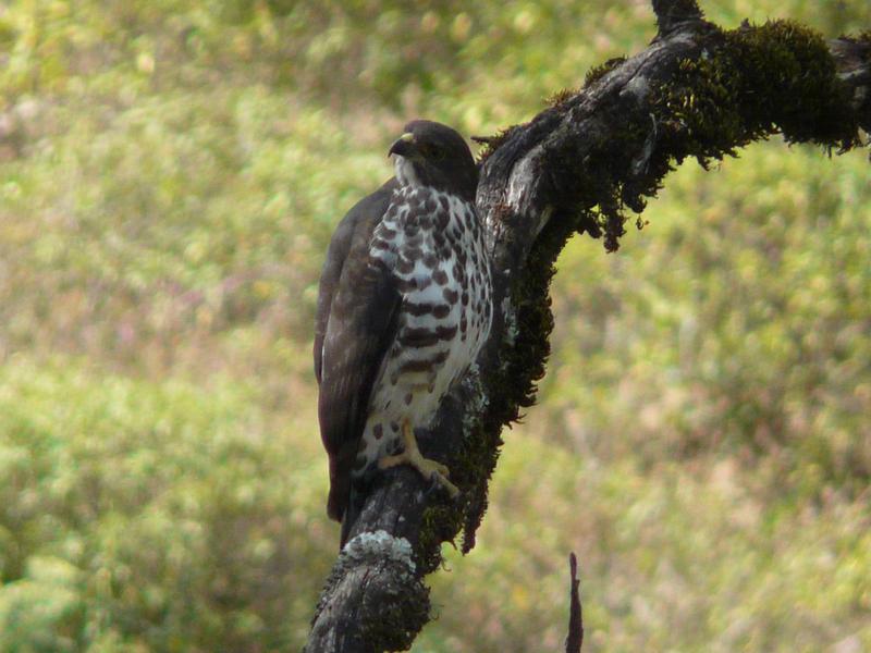 mountain buzzard (Buteo oreophilus); DISPLAY FULL IMAGE.