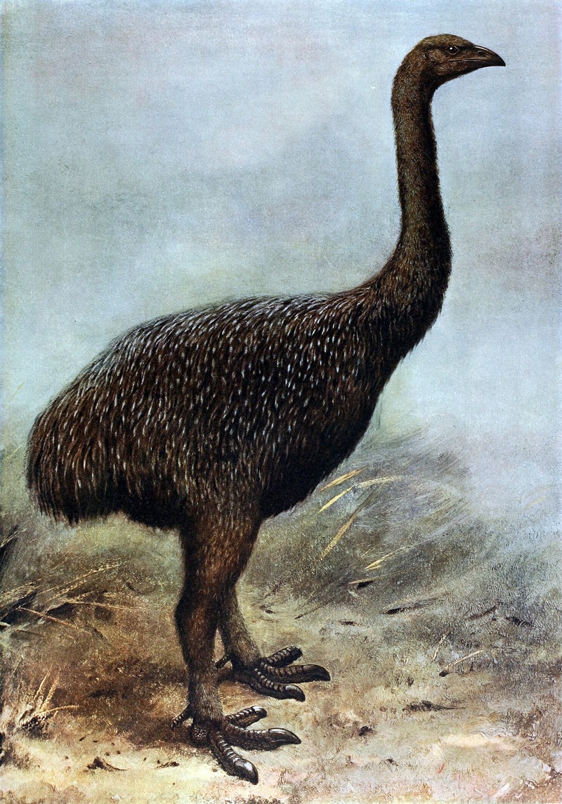 Upland Moa (Megalapteryx didinus); DISPLAY FULL IMAGE.