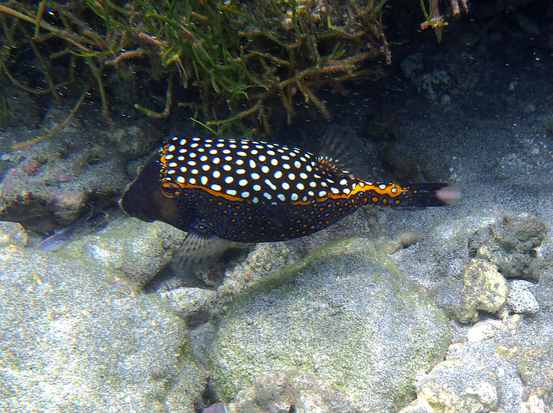 White-spotted boxfish (Ostracion meleagris); DISPLAY FULL IMAGE.