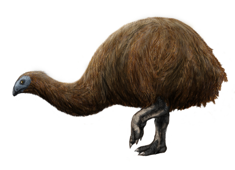 Broad-billed moa (Euryapteryx curtus); DISPLAY FULL IMAGE.