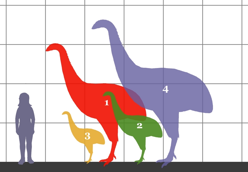 Moas (Order Dinornithiformes); DISPLAY FULL IMAGE.