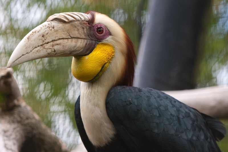 Wreathed hornbill (Rhyticeros undulatus); DISPLAY FULL IMAGE.