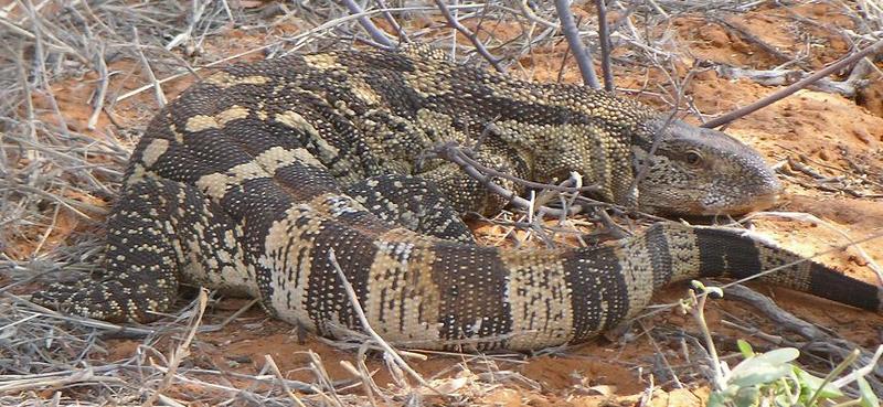 Rock monitor (Varanus albigularis); DISPLAY FULL IMAGE.