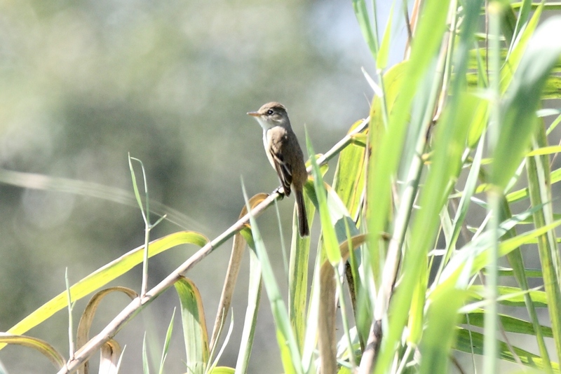 White-throated flycatcher (Empidonax albigularis); DISPLAY FULL IMAGE.