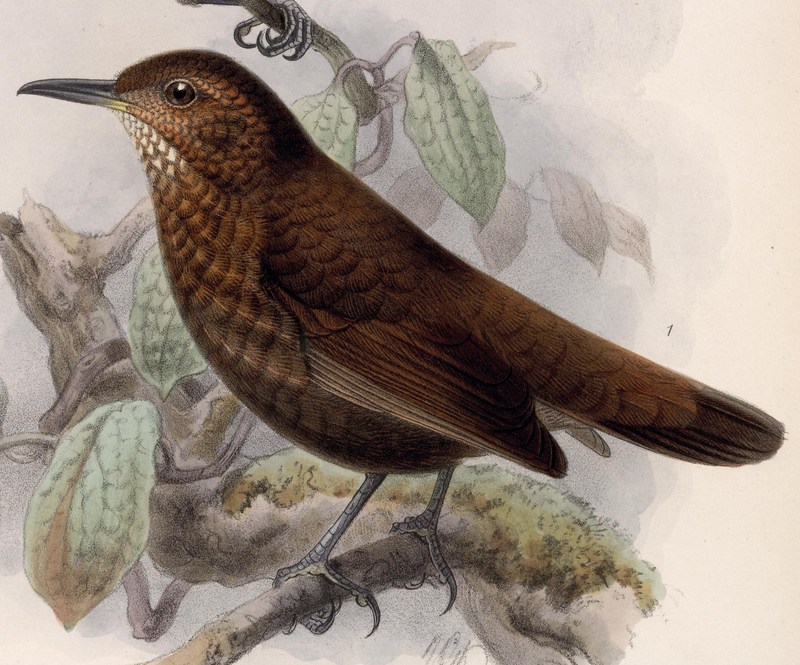 Scaly-throated leaftosser (Sclerurus guatemalensis); DISPLAY FULL IMAGE.