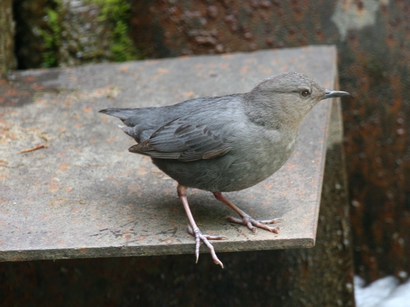 American dipper, water ouzel (Cinclus mexicanus); DISPLAY FULL IMAGE.