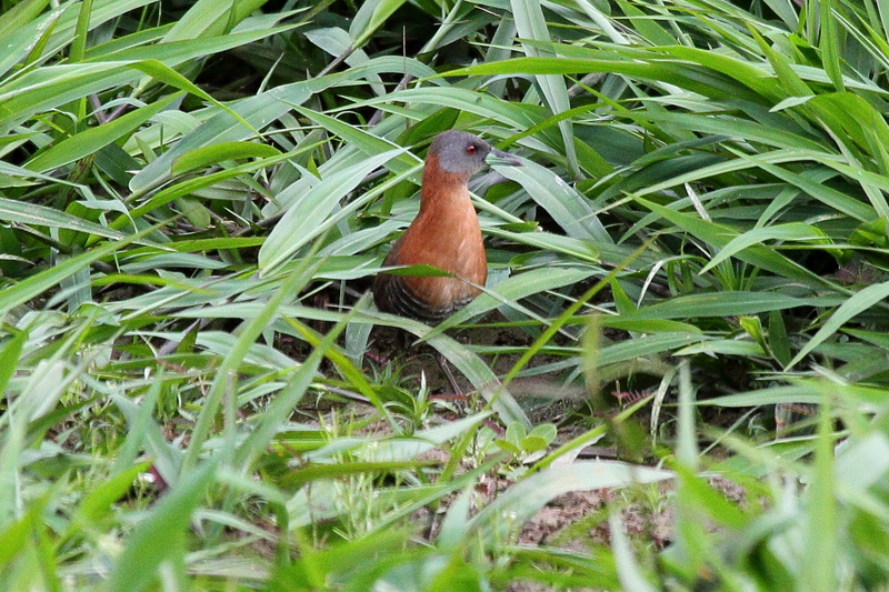 White-throated crake (Laterallus albigularis); DISPLAY FULL IMAGE.