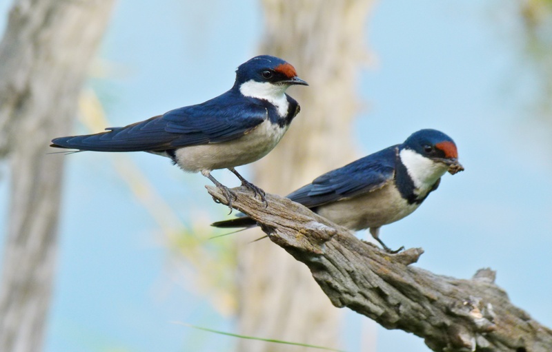 White-throated swallow (Hirundo albigularis); DISPLAY FULL IMAGE.