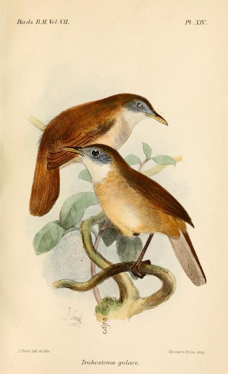 eyebrowed jungle flycatcher (Vauriella gularis); DISPLAY FULL IMAGE.