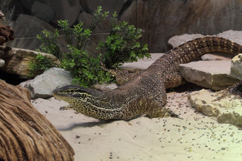 Argus monitor, yellow-spotted monitor (Varanus panoptes); DISPLAY FULL IMAGE.
