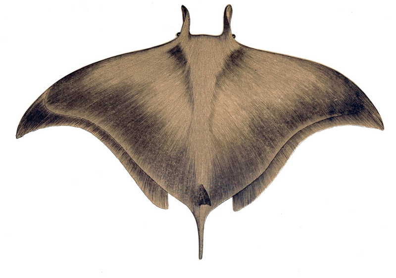 devil fish, giant devil ray (Mobula mobular); DISPLAY FULL IMAGE.