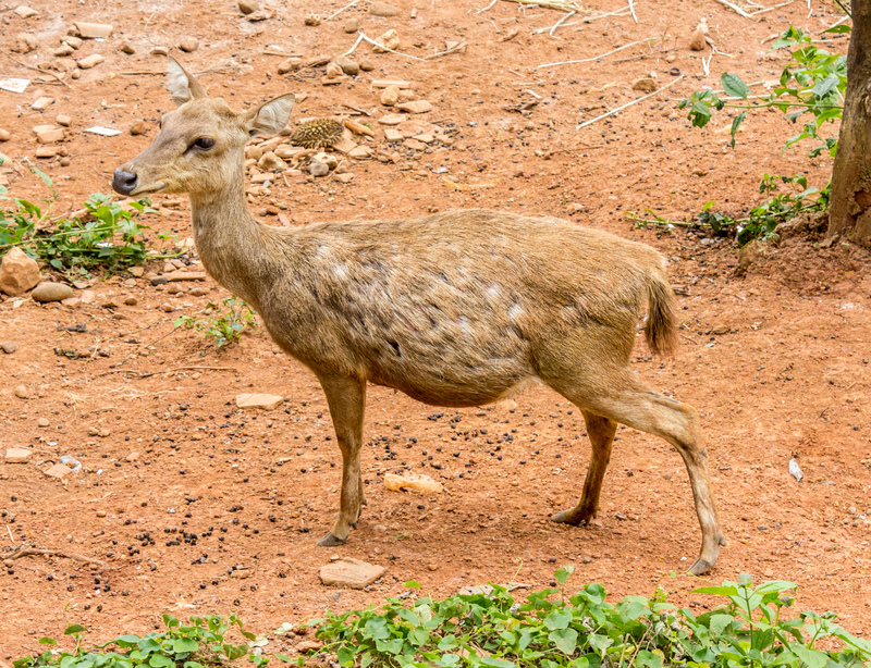 Javan rusa, Sunda sambar (Rusa timorensis); DISPLAY FULL IMAGE.