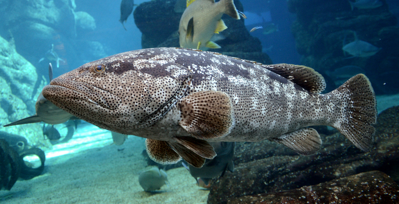 Malabar grouper, greasy grouper (Epinephelus malabaricus); DISPLAY FULL IMAGE.
