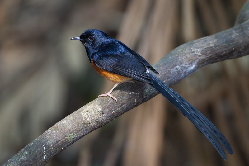 White-rumped shama (Copsychus malabaricus); DISPLAY FULL IMAGE.