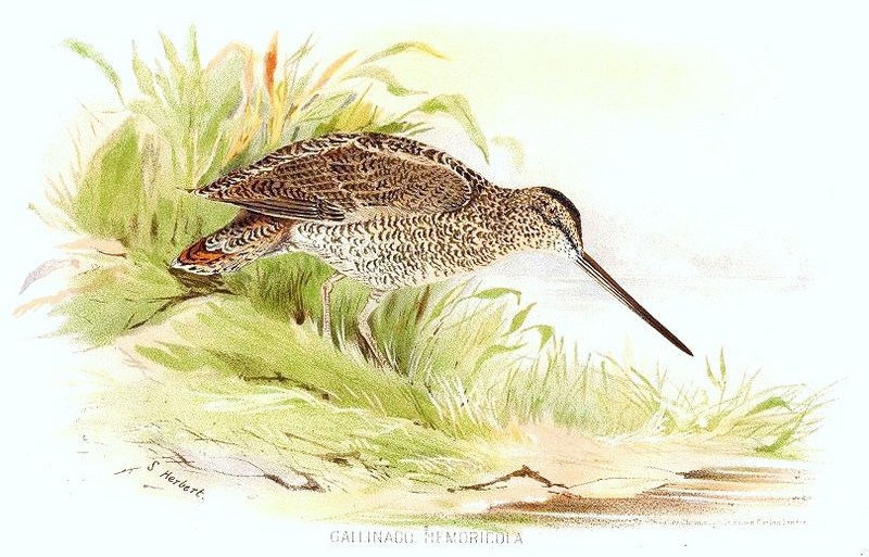 wood snipe (Gallinago nemoricola); DISPLAY FULL IMAGE.