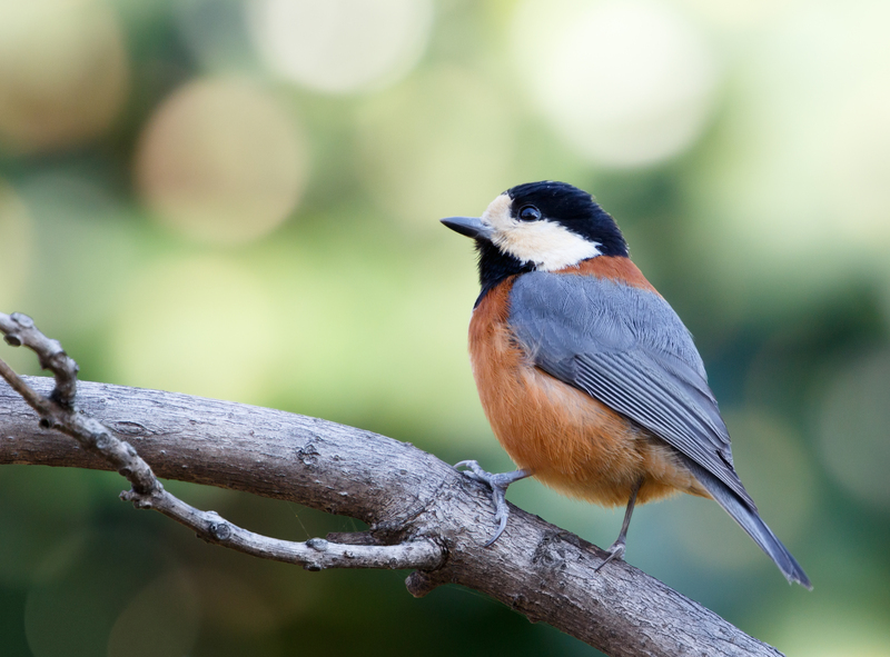 varied tit (Sittiparus varius); DISPLAY FULL IMAGE.