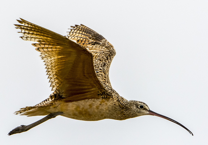 Long-billed curlew (Numenius americanus); DISPLAY FULL IMAGE.