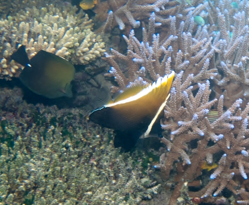 Horned bannerfish (Heniochus varius); DISPLAY FULL IMAGE.