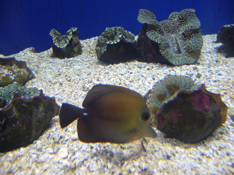 Zebrasoma scopas (brown tang, twotone tang); DISPLAY FULL IMAGE.