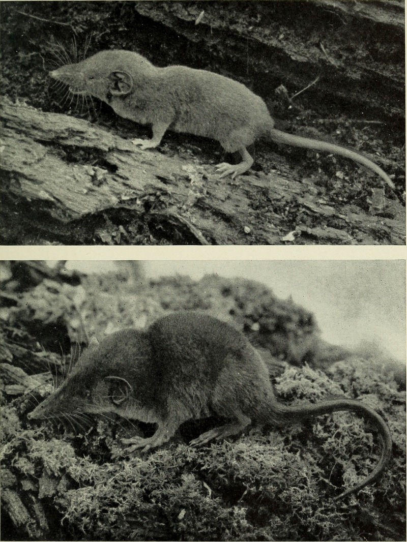 Lesser forest shrew (Sylvisorex oriundus); DISPLAY FULL IMAGE.