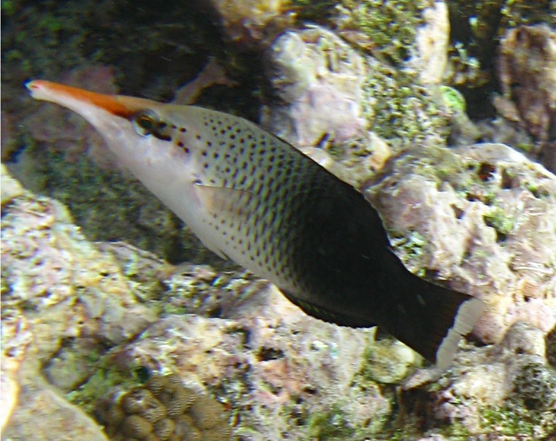 Gomphosus varius (bird wrasse); DISPLAY FULL IMAGE.