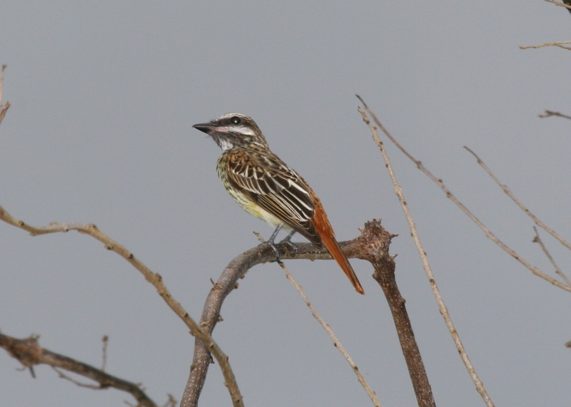 sulphur-bellied flycatcher (Myiodynastes luteiventris); DISPLAY FULL IMAGE.