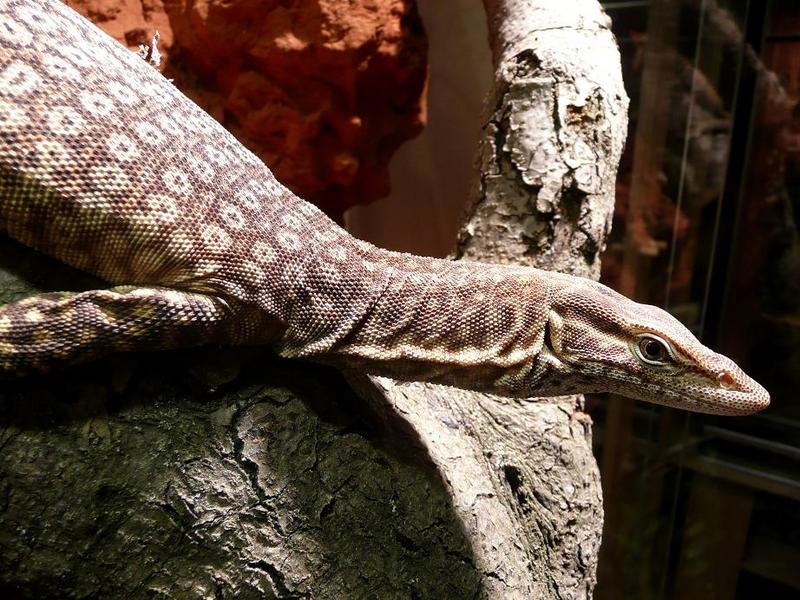 black-headed monitor (Varanus tristis); DISPLAY FULL IMAGE.