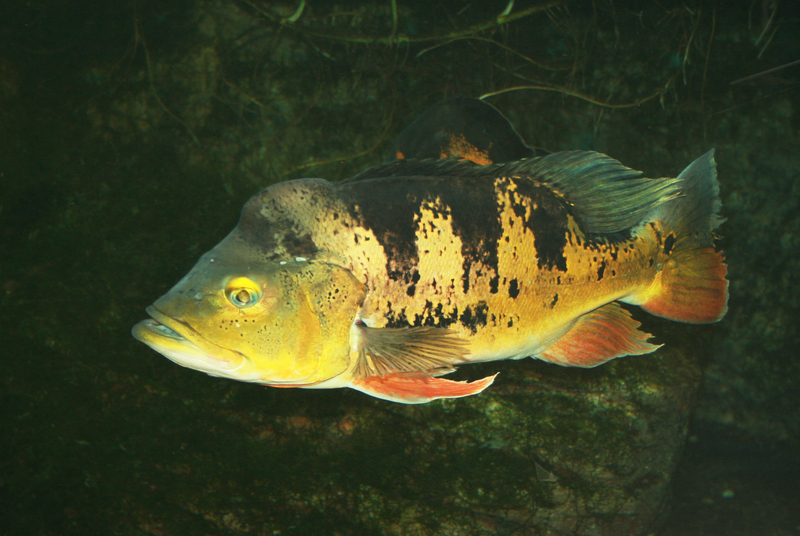 Cichla ocellaris (butterfly peacock bass, peacock cichlid); DISPLAY FULL IMAGE.