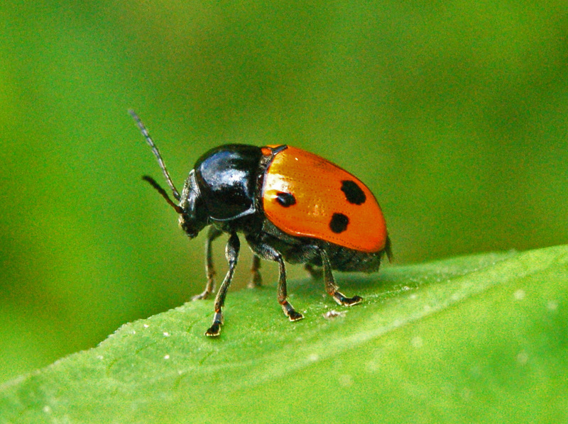 Cryptocephalus trimaculatus; DISPLAY FULL IMAGE.