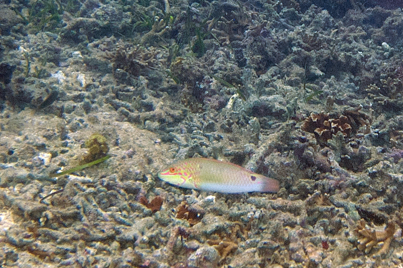Halichoeres trimaculatus, Threespot wrasse; DISPLAY FULL IMAGE.