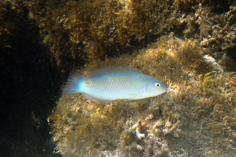 Halichoeres trimaculatus, Threespot wrasse; DISPLAY FULL IMAGE.