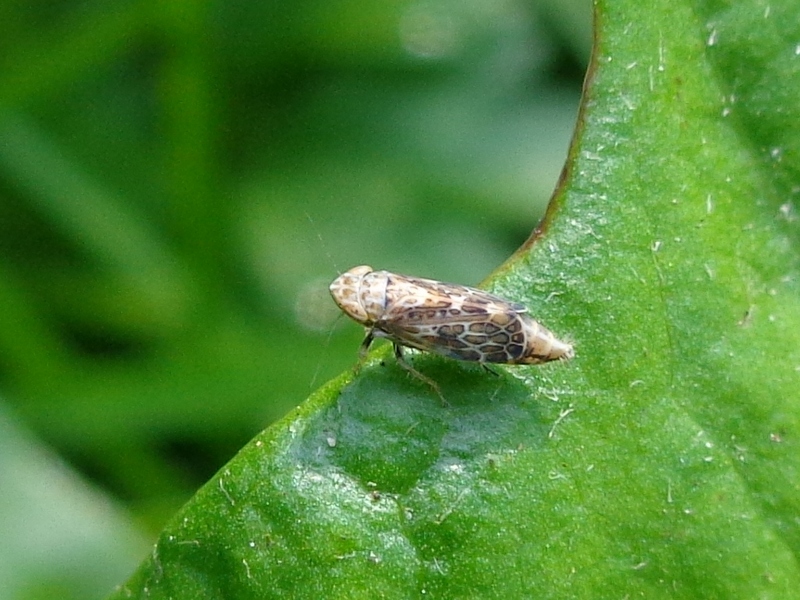 Adarrus ocellaris; DISPLAY FULL IMAGE.