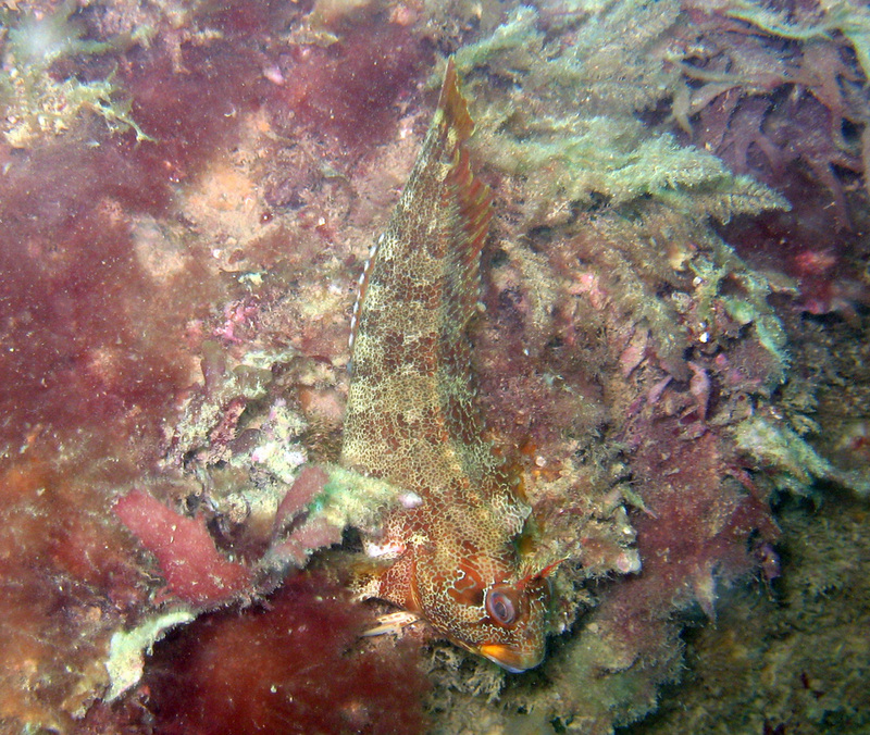 tompot blenny (Parablennius gattorugine); DISPLAY FULL IMAGE.