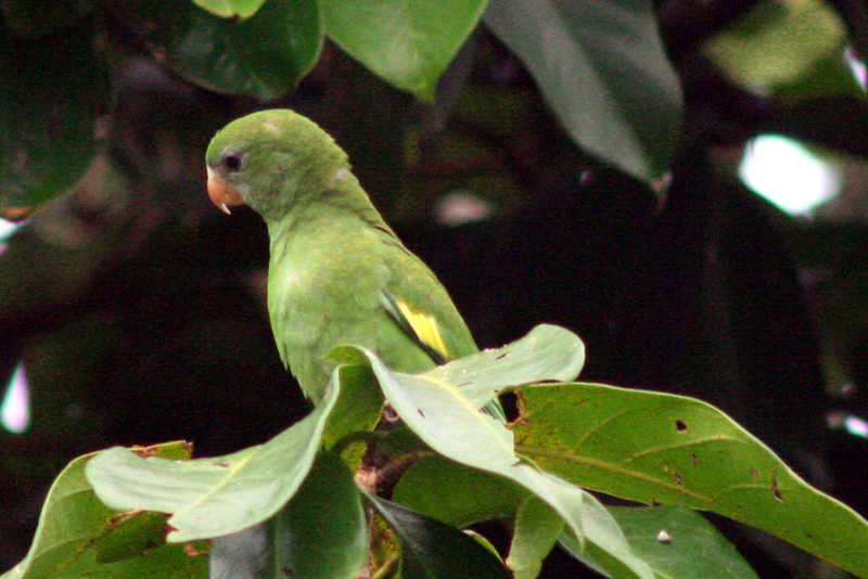 white-winged parakeet (Brotogeris versicolurus); DISPLAY FULL IMAGE.