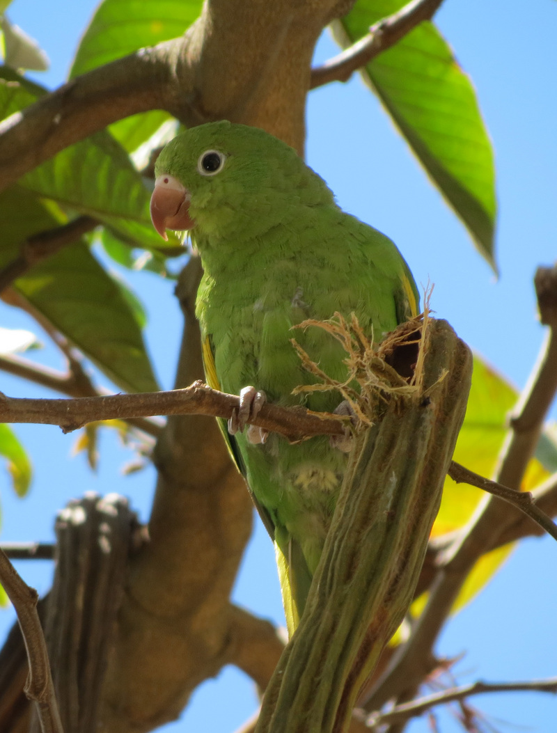 yellow-chevroned parakeet (Brotogeris chiriri); DISPLAY FULL IMAGE.