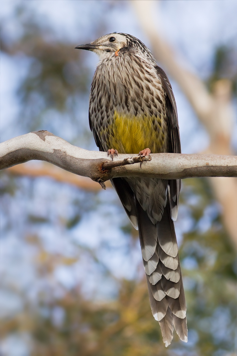 yellow wattlebird (Anthochaera paradoxa); DISPLAY FULL IMAGE.