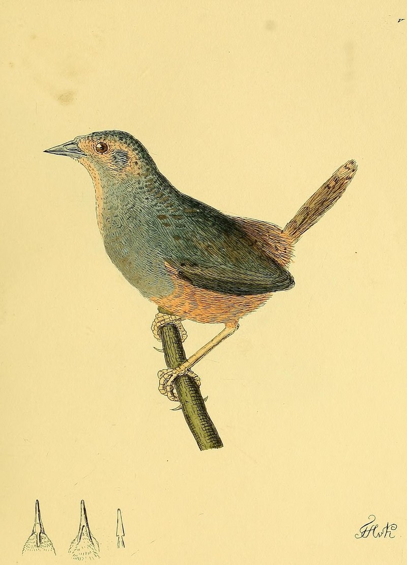 ochre-flanked tapaculo (Eugralla paradoxa); DISPLAY FULL IMAGE.