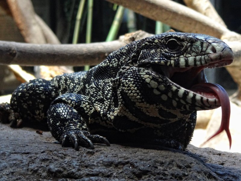 Argentine black and white tegu (Salvator merianae); DISPLAY FULL IMAGE.