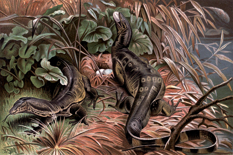 Asian water monitor (Varanus salvator); DISPLAY FULL IMAGE.
