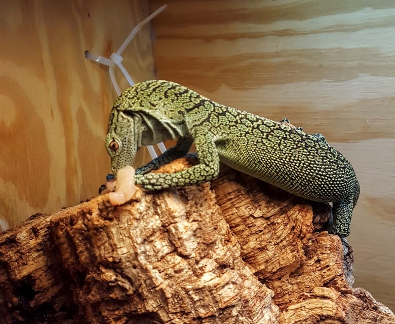 Biak tree monitor, Kordo tree monitor (Varanus kordensis); DISPLAY FULL IMAGE.