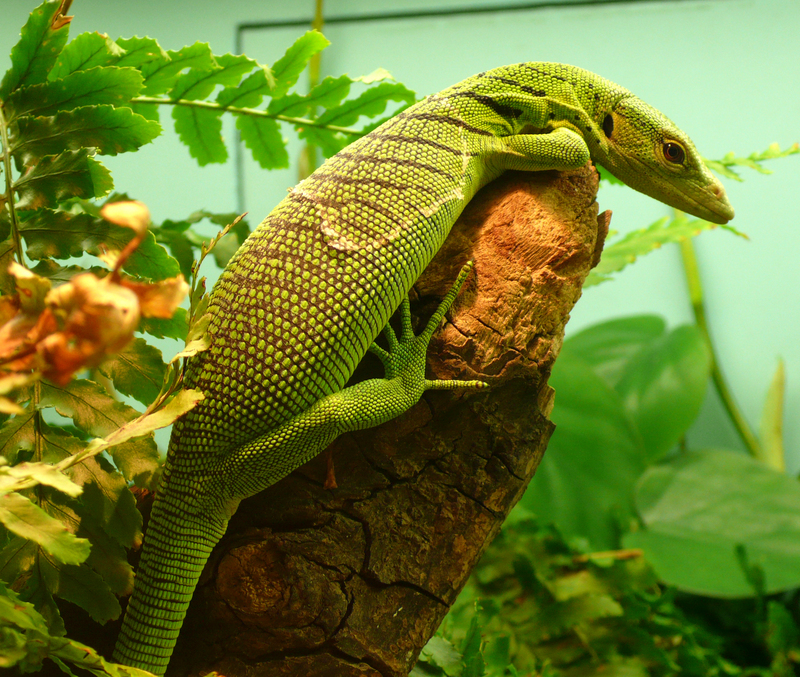 emerald tree monitor, green tree monitor (Varanus prasinus); DISPLAY FULL IMAGE.