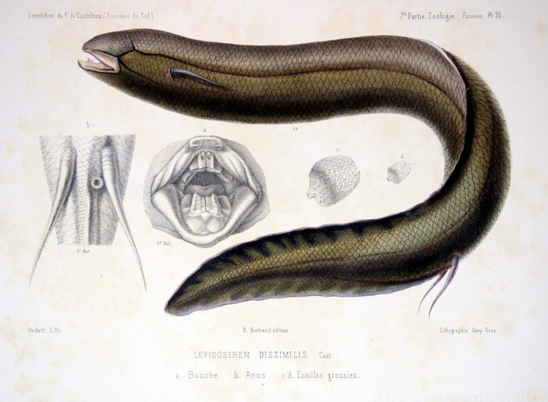 South American lungfish (Lepidosiren paradoxa); DISPLAY FULL IMAGE.