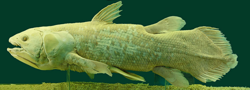 West Indian Ocean coelacanth (Latimeria chalumnae); DISPLAY FULL IMAGE.
