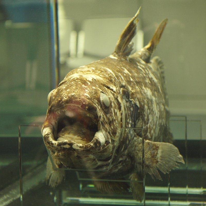 Indonesian coelacanth (Latimeria menadoensis); DISPLAY FULL IMAGE.